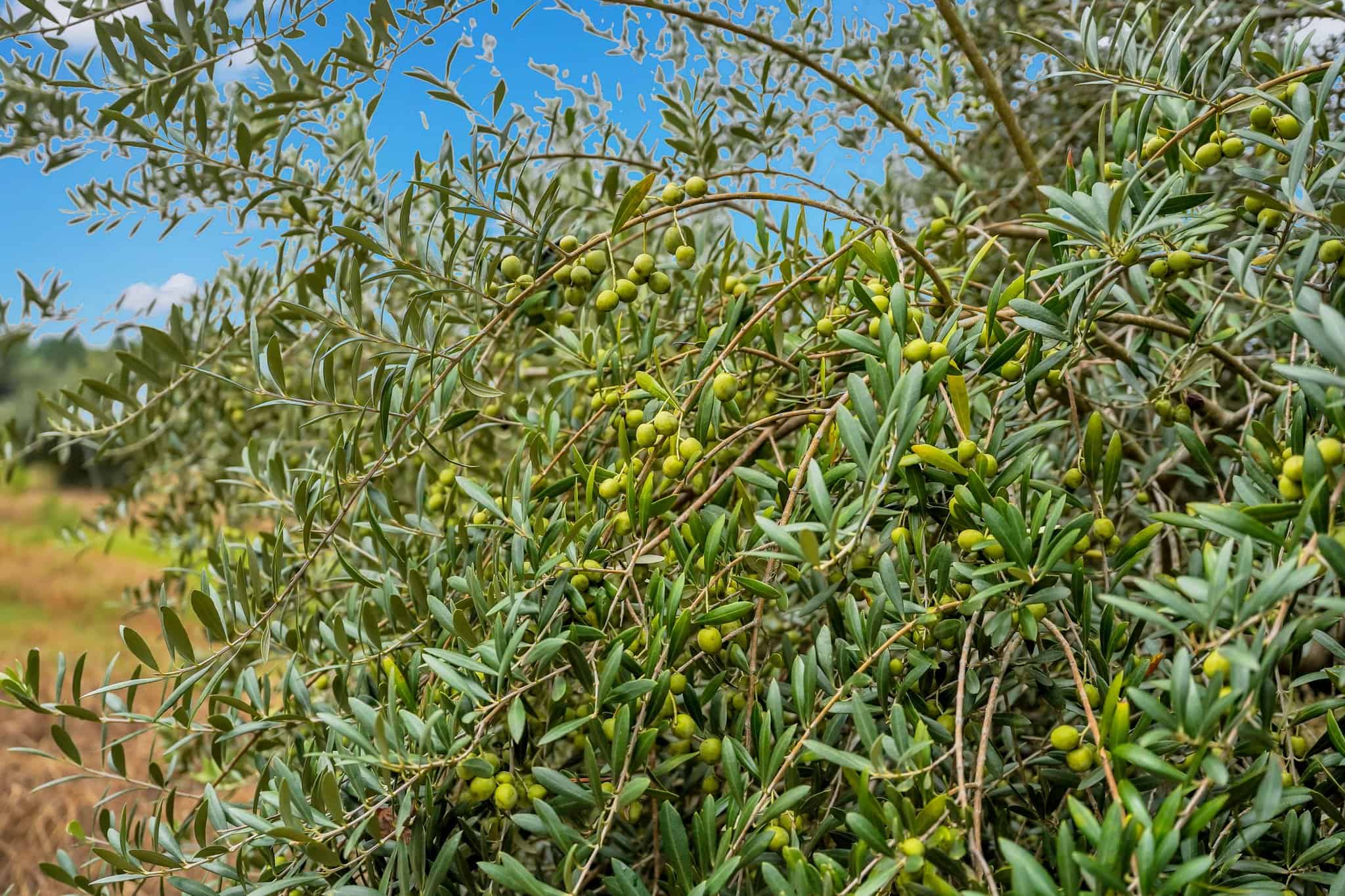 Woodpecker Trail Olive Farm for Sale