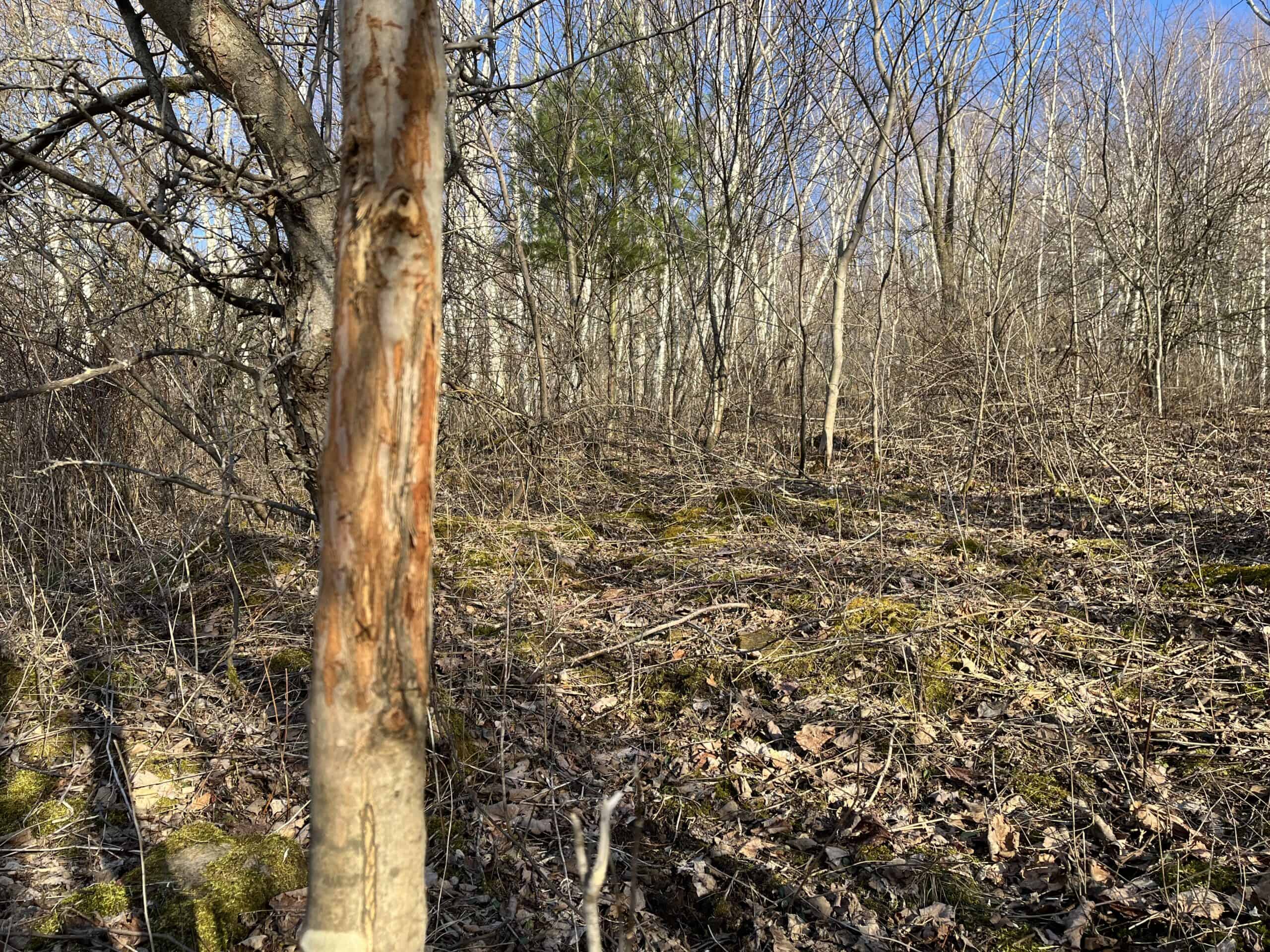 32 Acres with Endless Possibilities in Monroe County WI