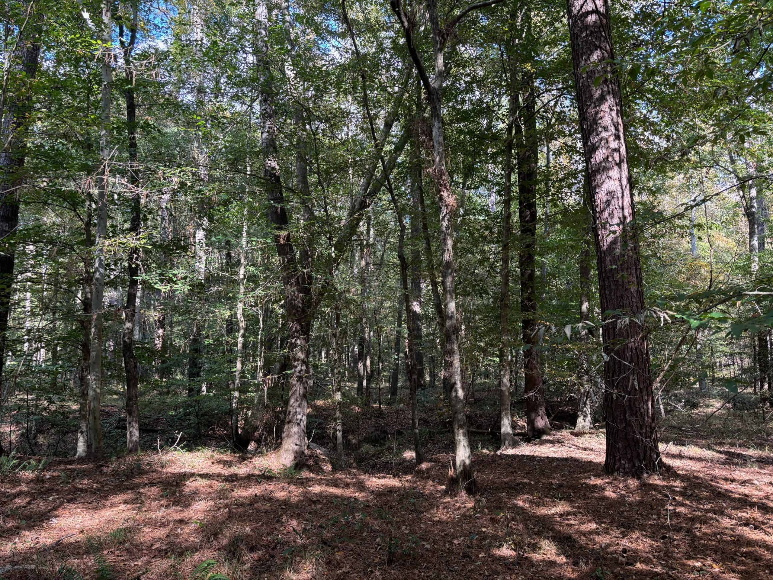 175 Acres Hunting and Timberland for Sale Franklin Co. MS