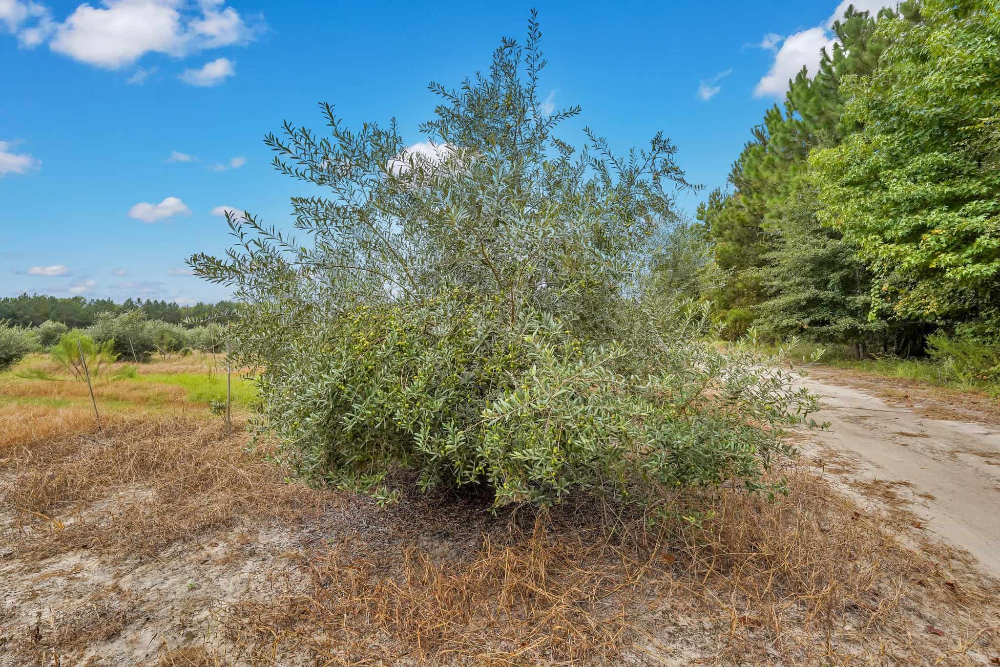Woodpecker Trail Olive Farm for Sale
