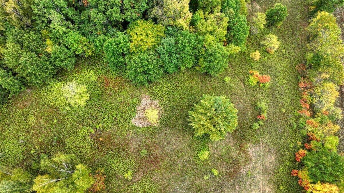 Monroe County Hunting Property 44+/- Acres