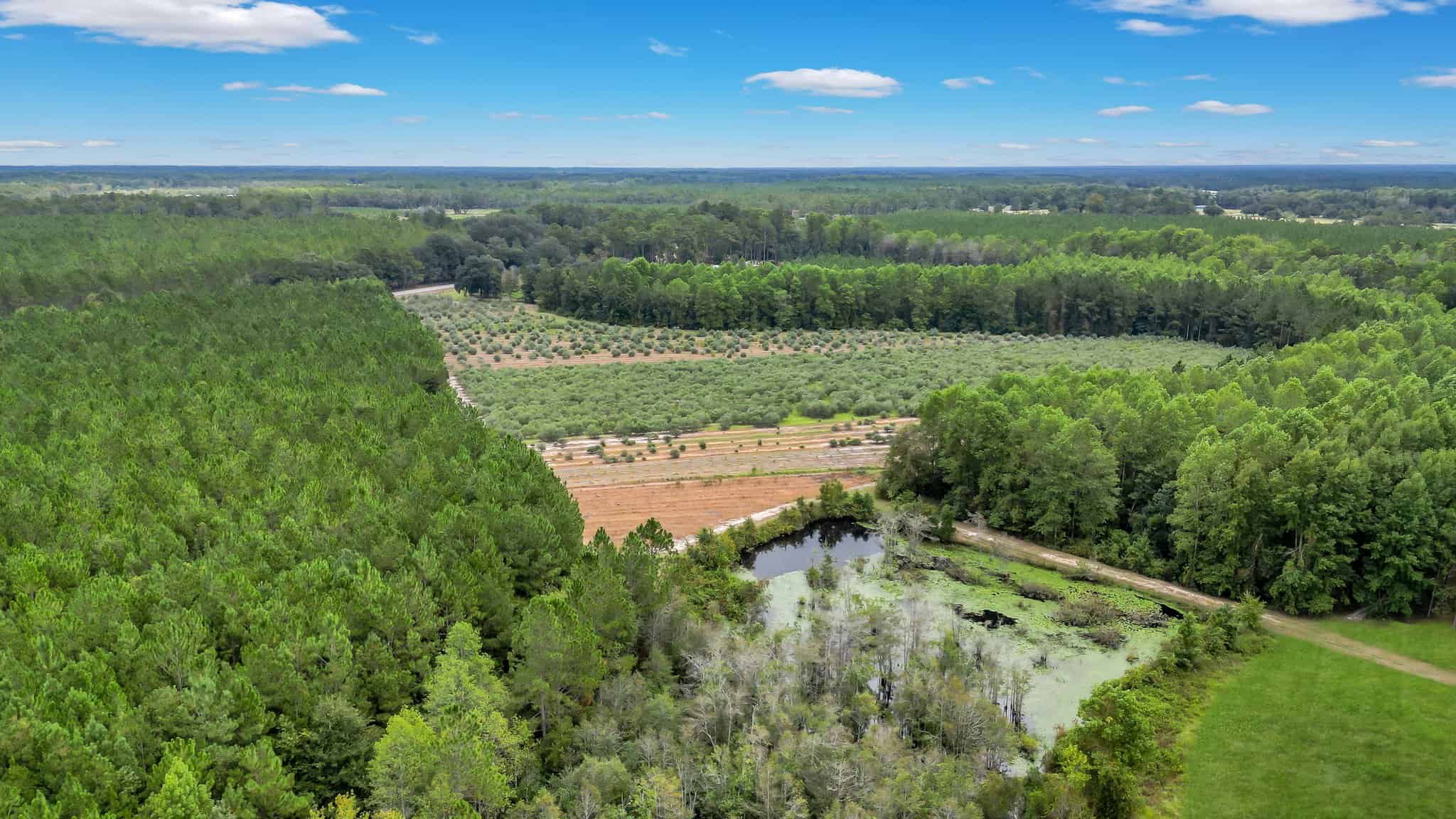 Woodpecker Trail Olive Farm for Sale