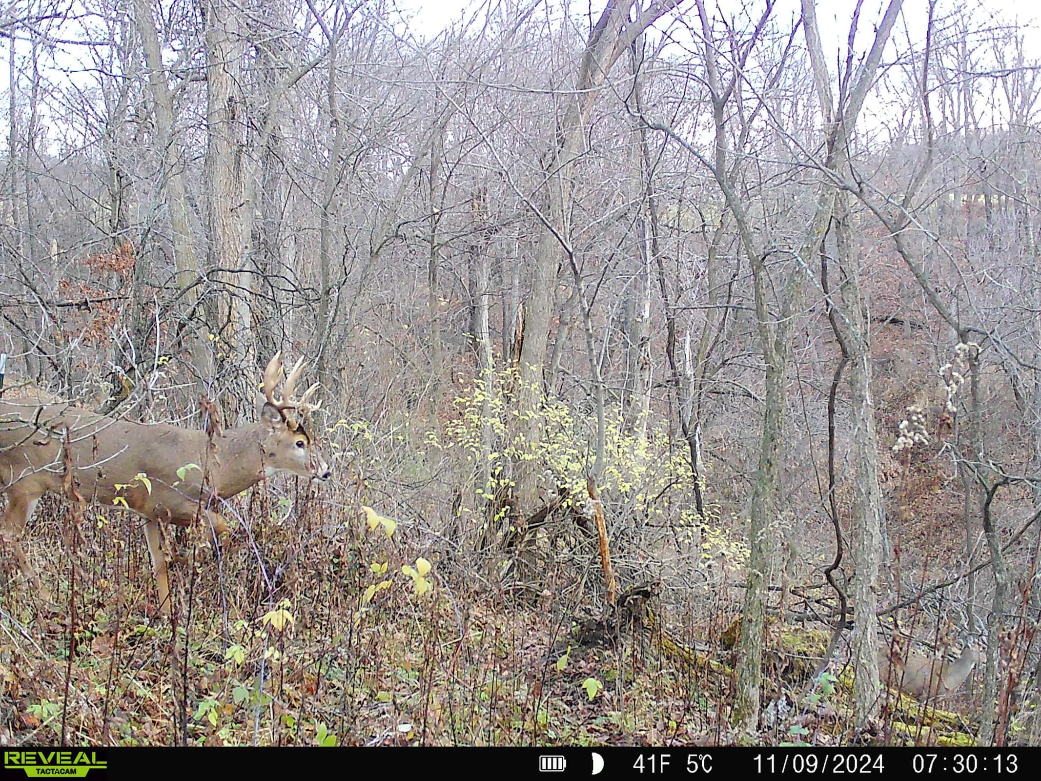 Monroe County Hunting Property 44+/- Acres