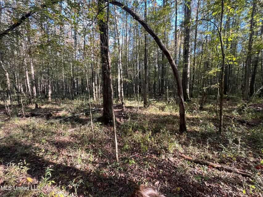 Great Hunting Tract in Bolton, MS for Sale