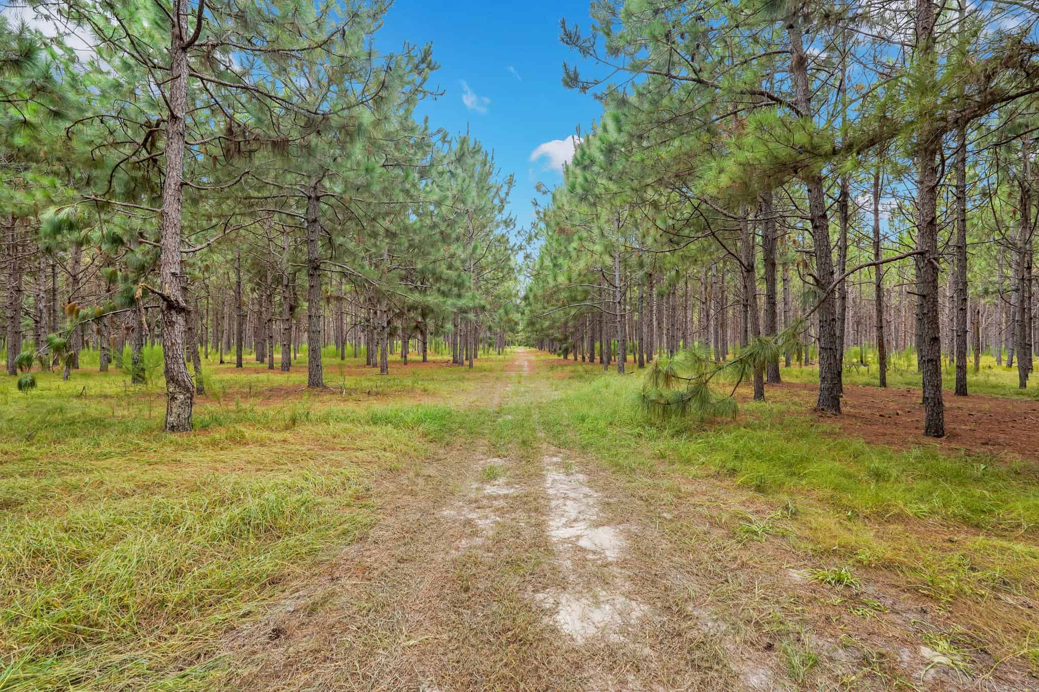 Woodpecker Trail Olive Farm for Sale