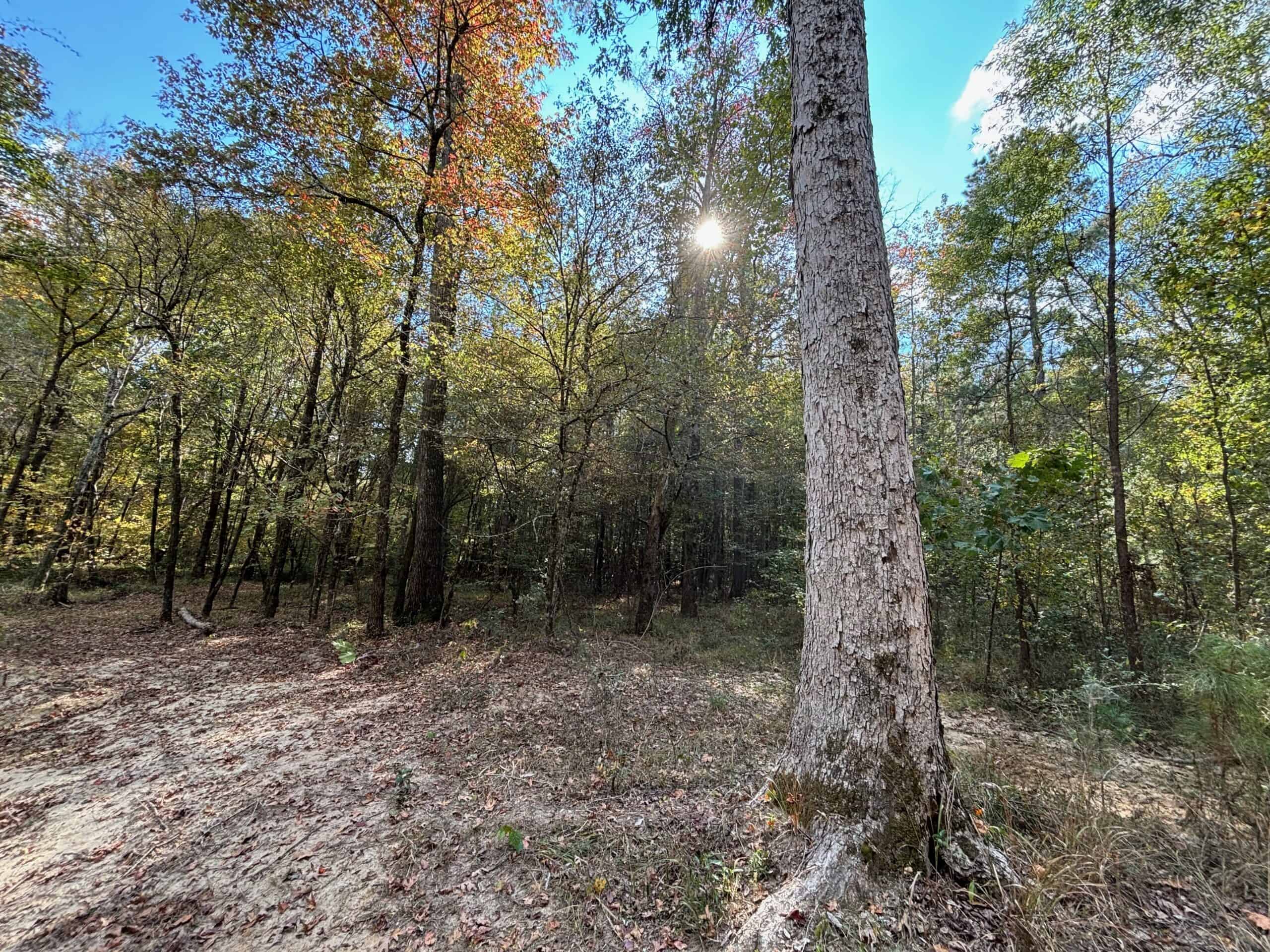 175 Acres Hunting and Timberland for Sale Franklin Co. MS