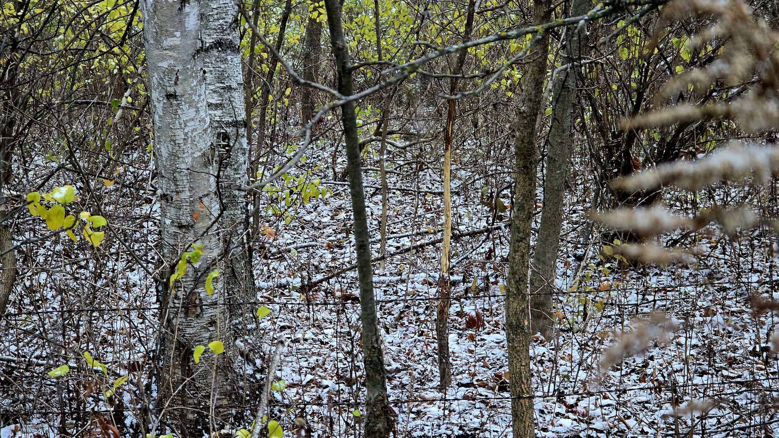 52+/- Acre Property Located on Lucky Lane in Crawford County, WI