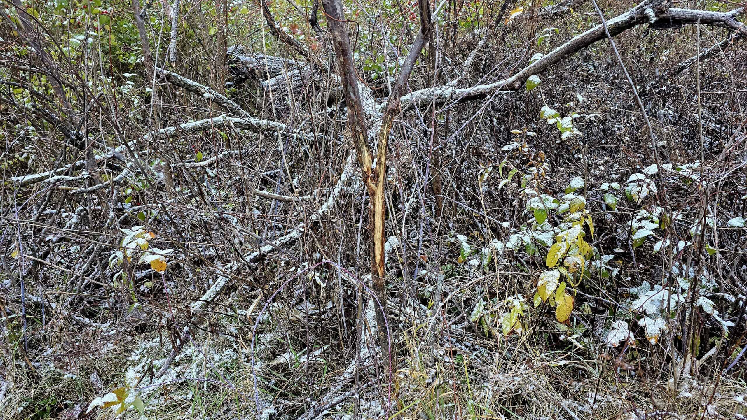 52+/- Acre Property Located on Lucky Lane in Crawford County, WI