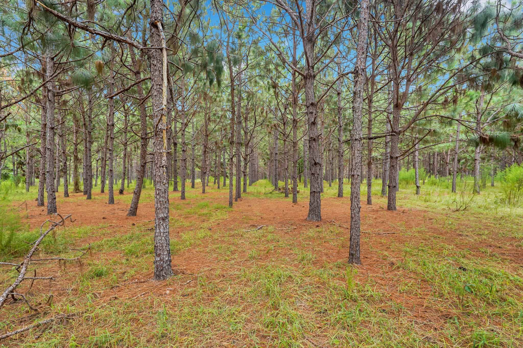 Woodpecker Trail Olive Farm for Sale