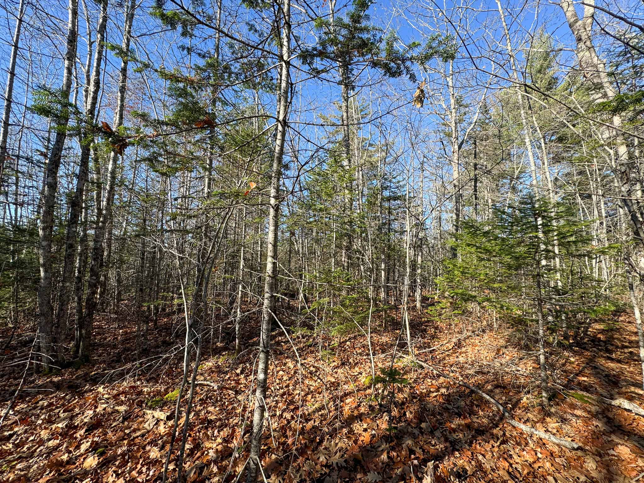 Camp on 33± Acres in Cherryfield