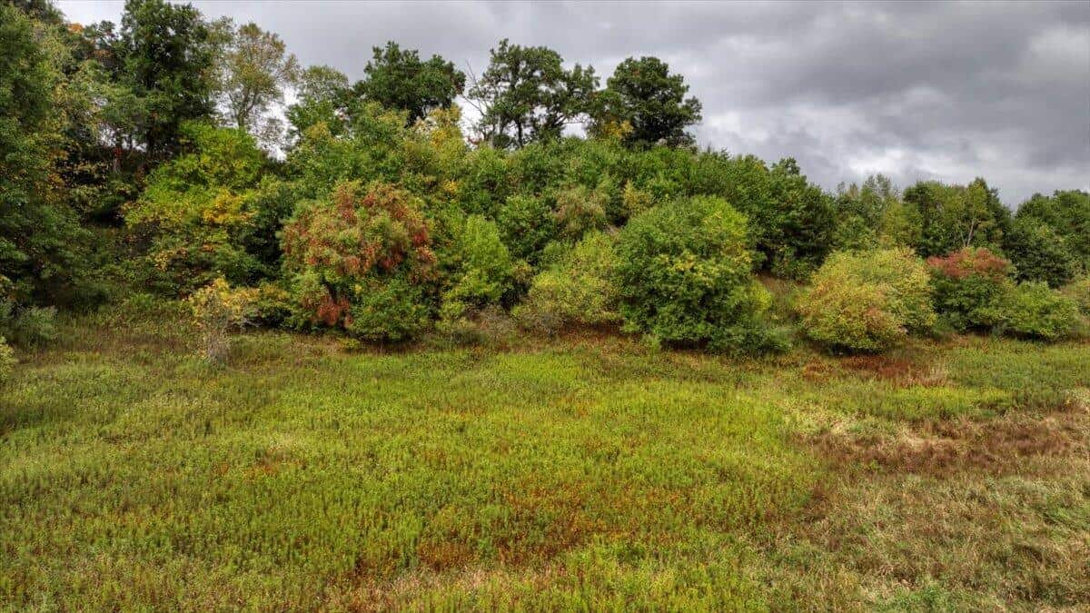 Monroe County Hunting Property 44+/- Acres