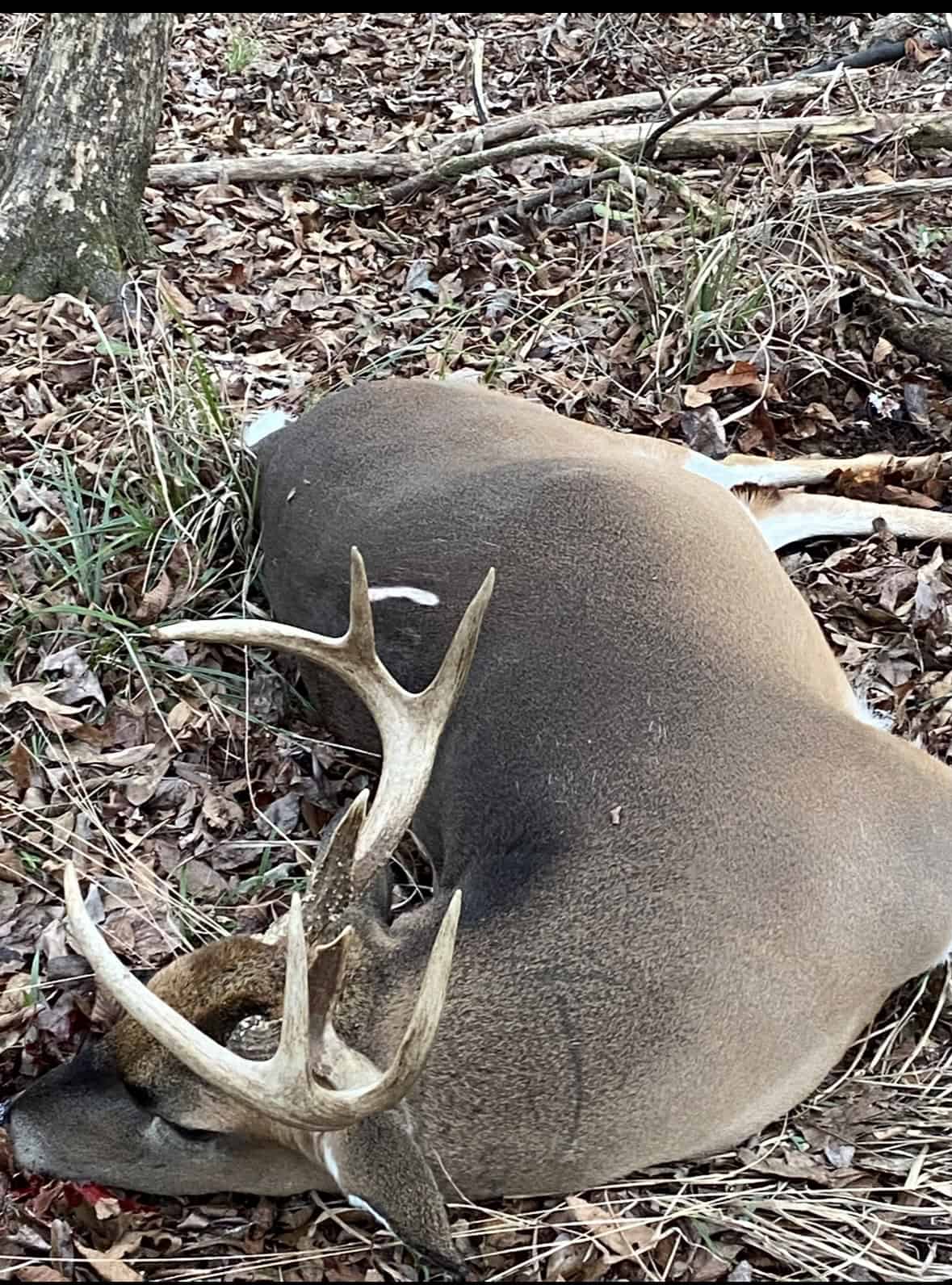 175 Acres Hunting and Timberland for Sale Franklin Co. MS