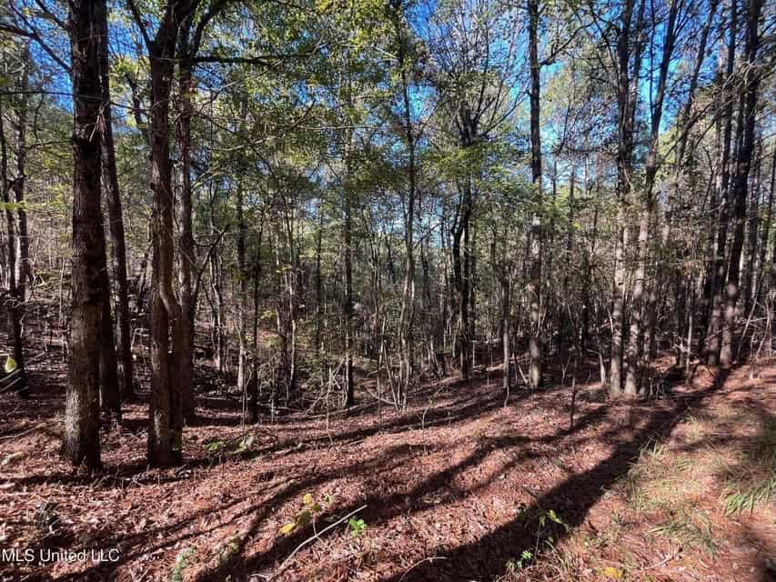 Carver Point Timber Tract in Grenada Co at Grenada Lake