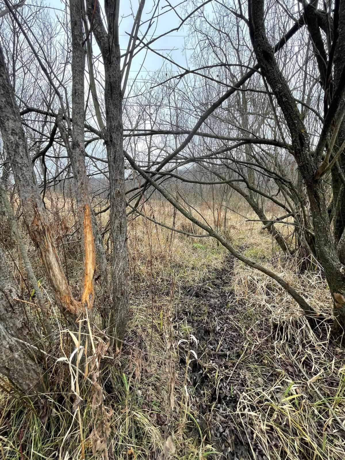 Monroe County Hunting Property 44+/- Acres
