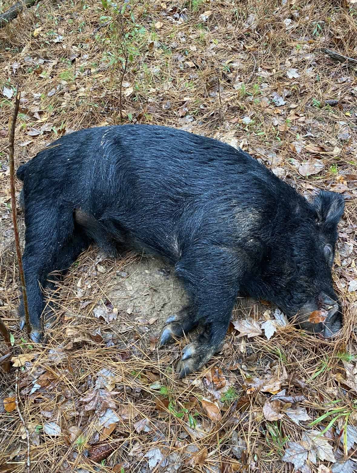 175 Acres Hunting and Timberland for Sale Franklin Co. MS