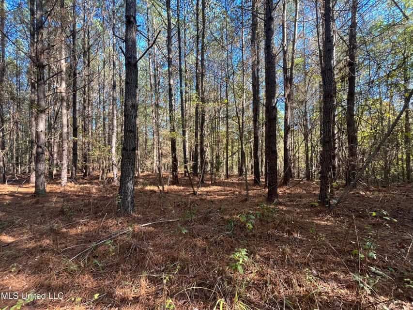 Carver Point Timber Tract in Grenada Co at Grenada Lake