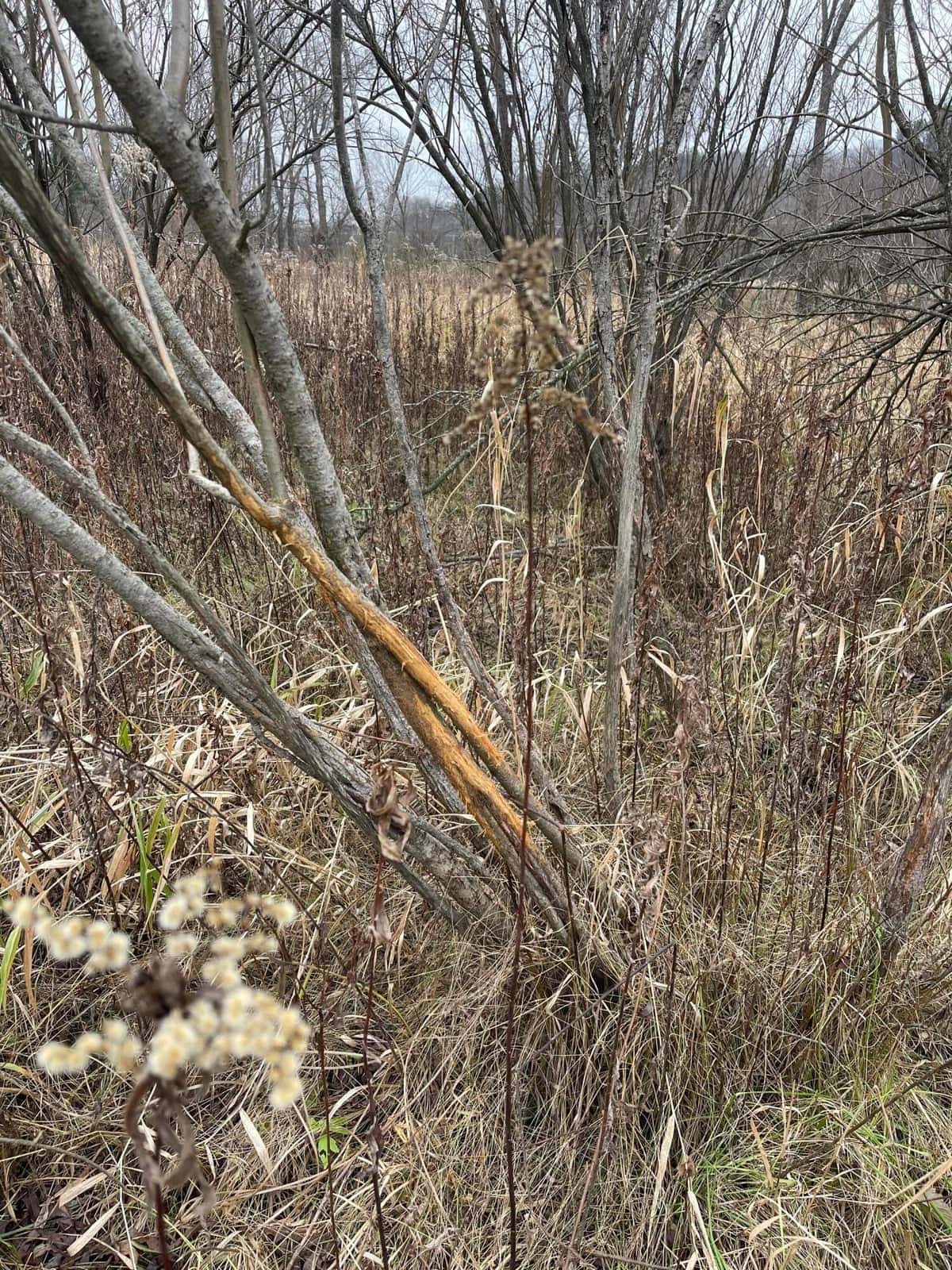 Monroe County Hunting Property 44+/- Acres