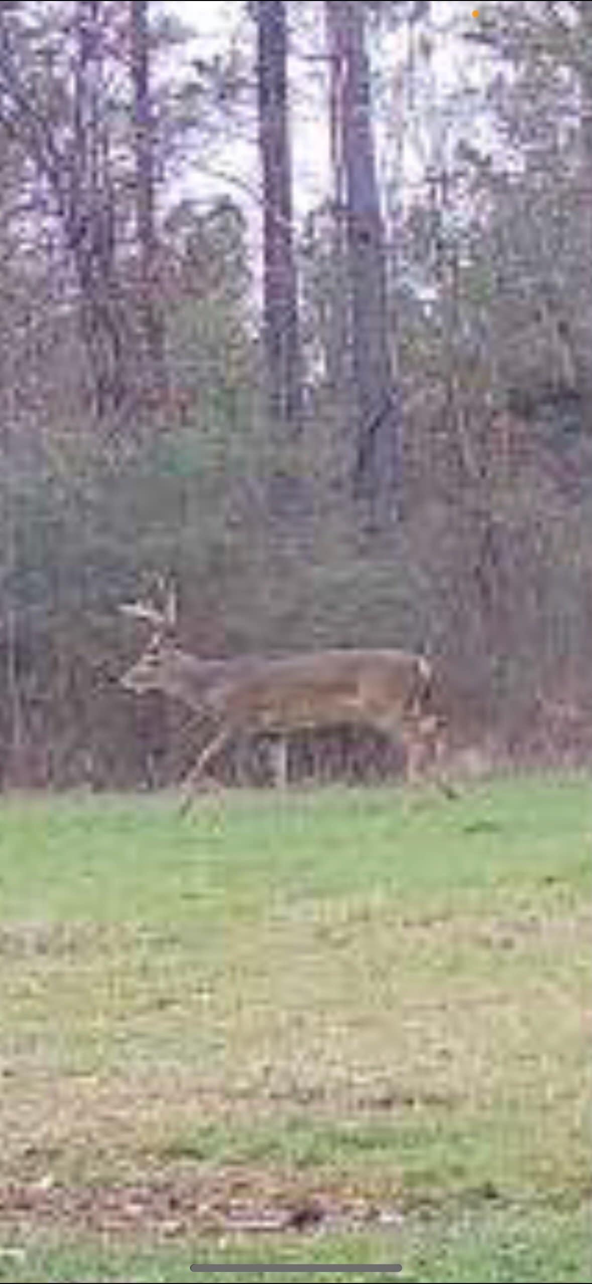 175 Acres Hunting and Timberland for Sale Franklin Co. MS