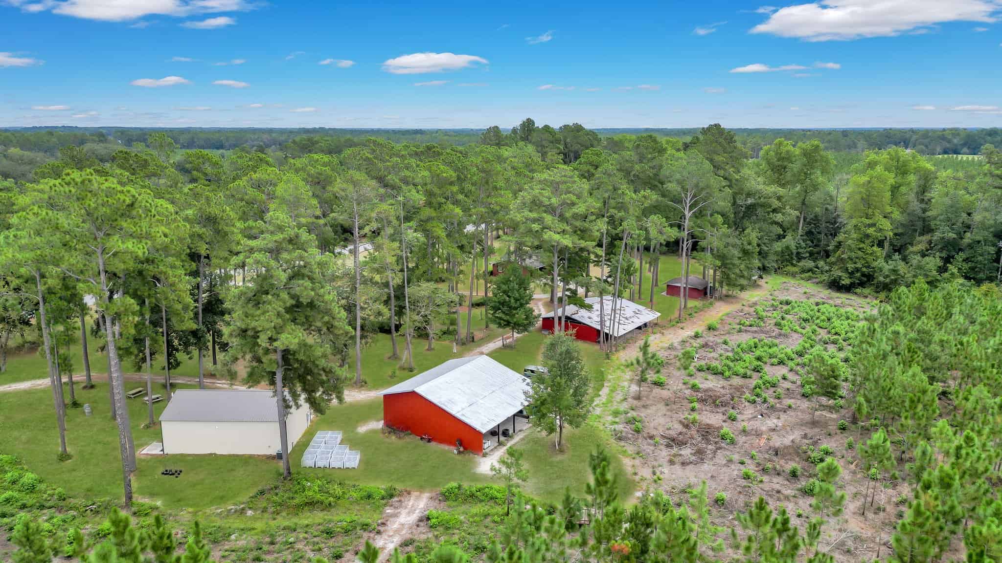 Woodpecker Trail Olive Farm for Sale