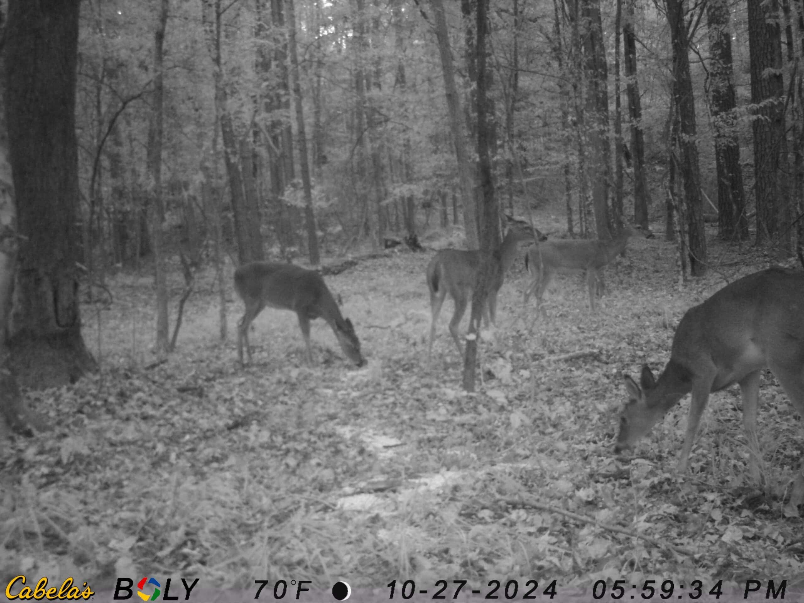 175 Acres Hunting and Timberland for Sale Franklin Co. MS