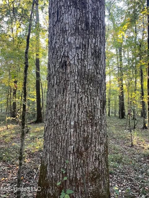 Great Hunting Tract in Bolton, MS for Sale