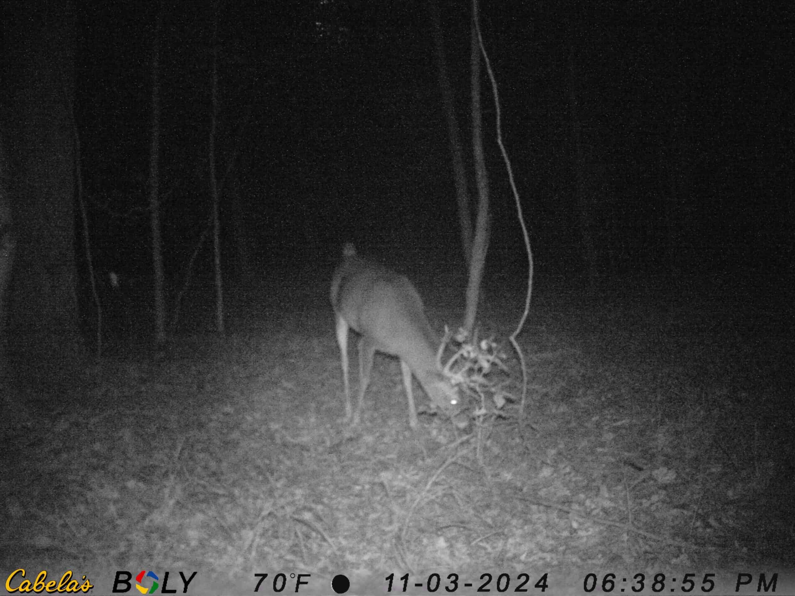 175 Acres Hunting and Timberland for Sale Franklin Co. MS