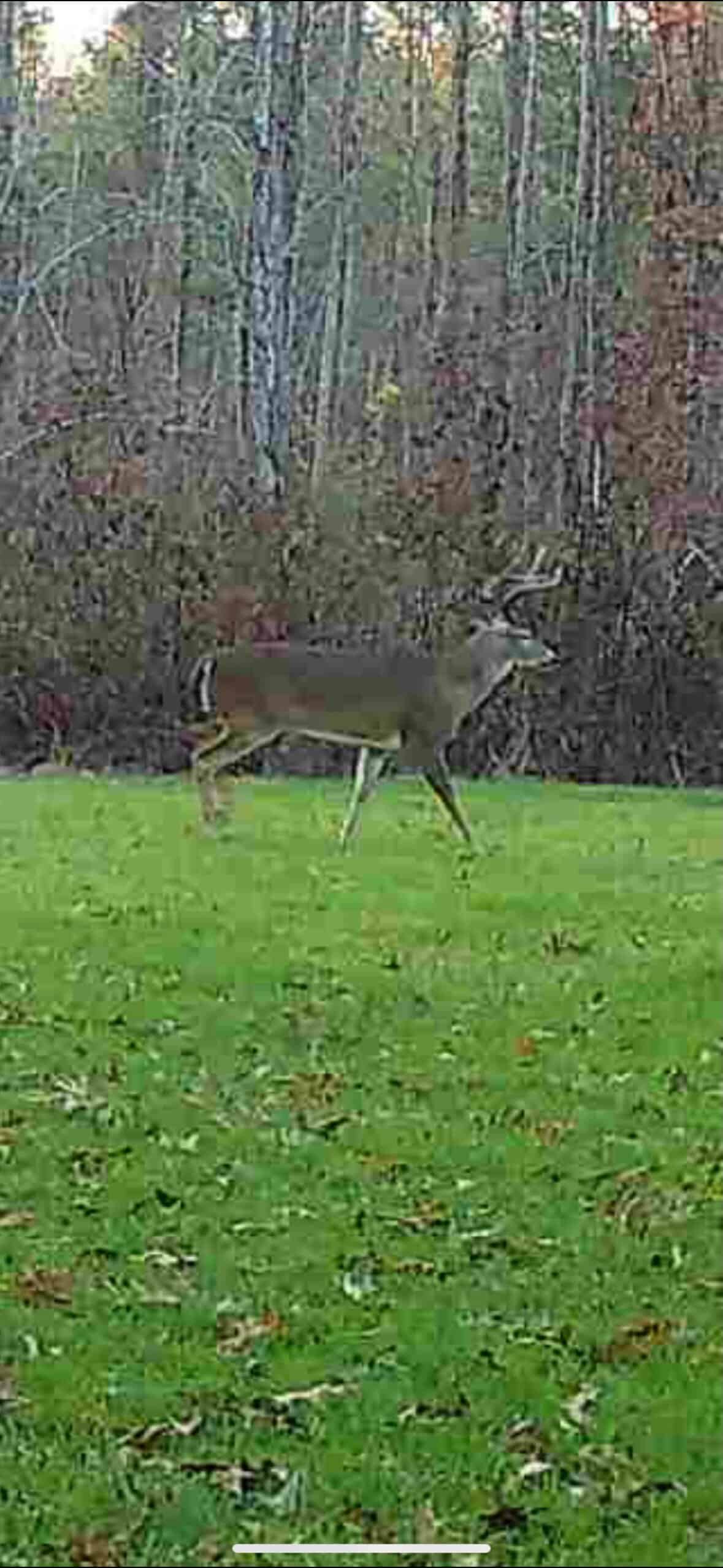 175 Acres Hunting and Timberland for Sale Franklin Co. MS