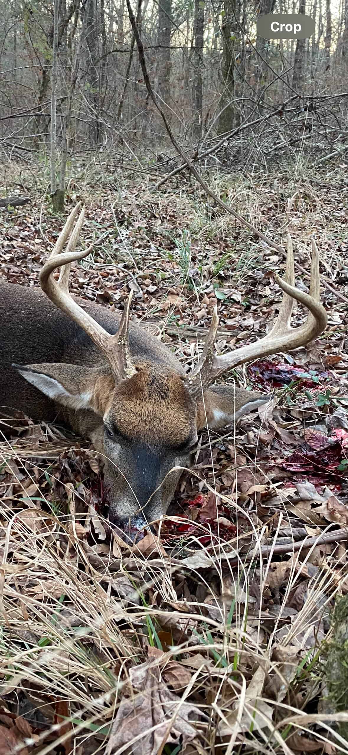 175 Acres Hunting and Timberland for Sale Franklin Co. MS