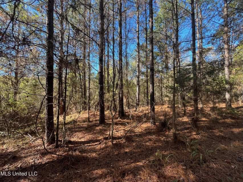 Carver Point Timber Tract in Grenada Co at Grenada Lake