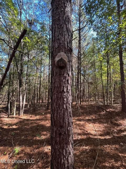 Carver Point Timber Tract in Grenada Co at Grenada Lake