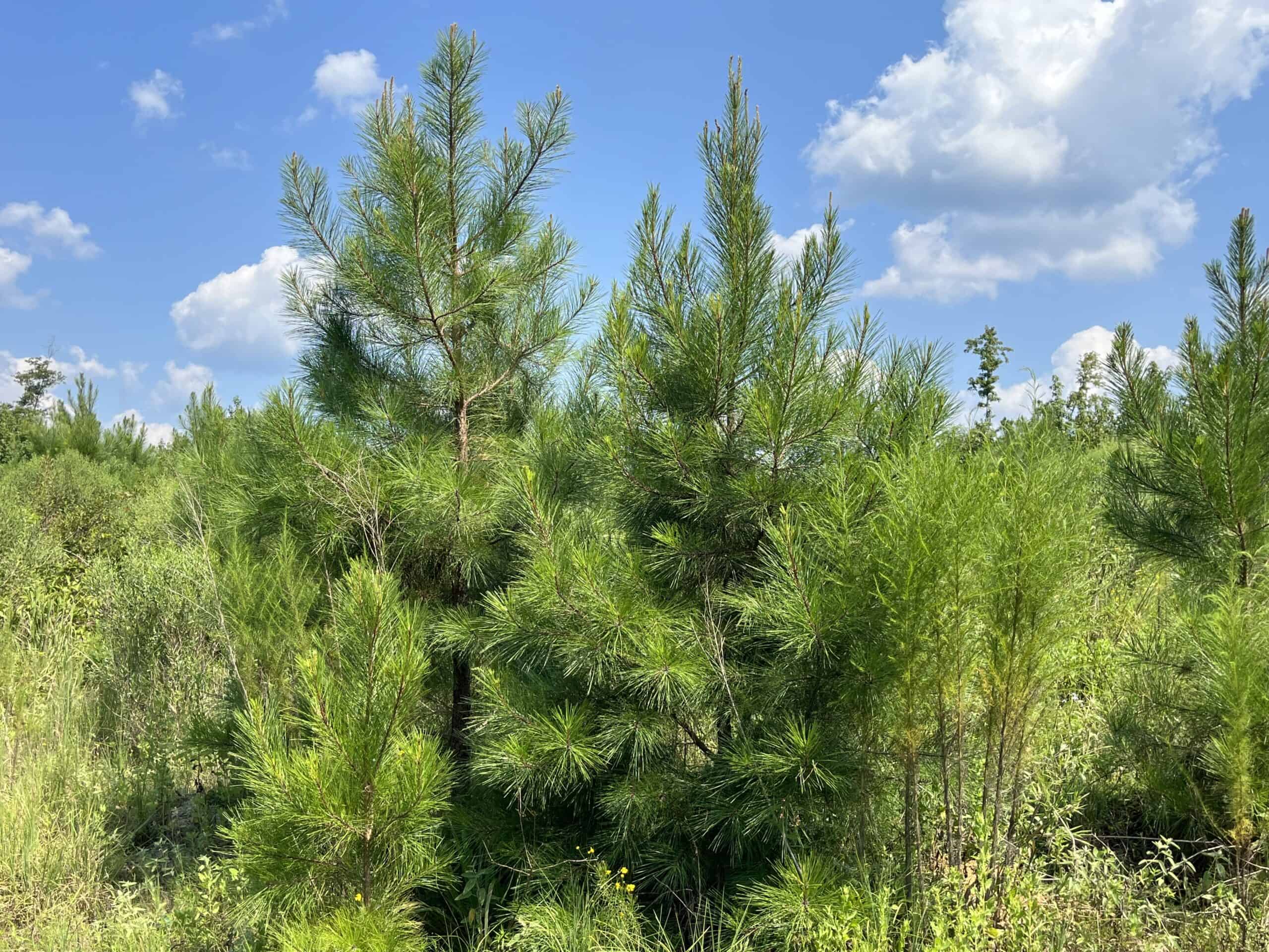 30+/- Acres for Sale Bienville, LA
