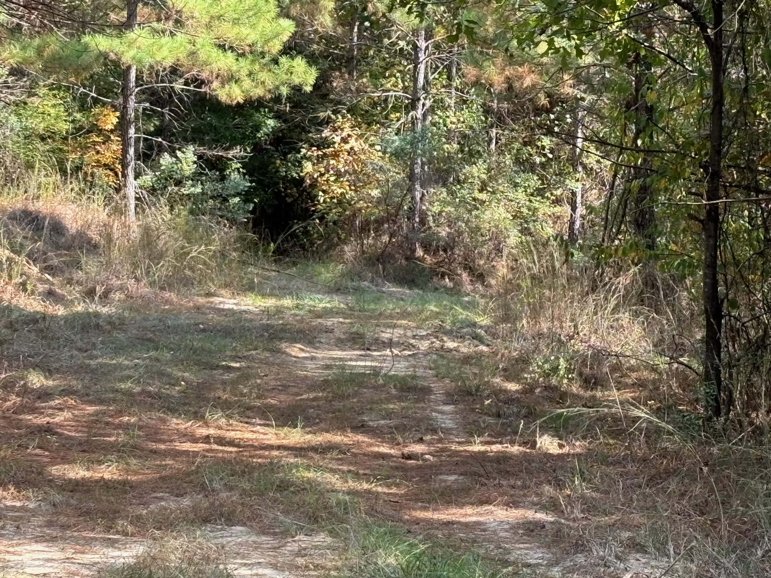 175 Acres Hunting and Timberland for Sale Franklin Co. MS