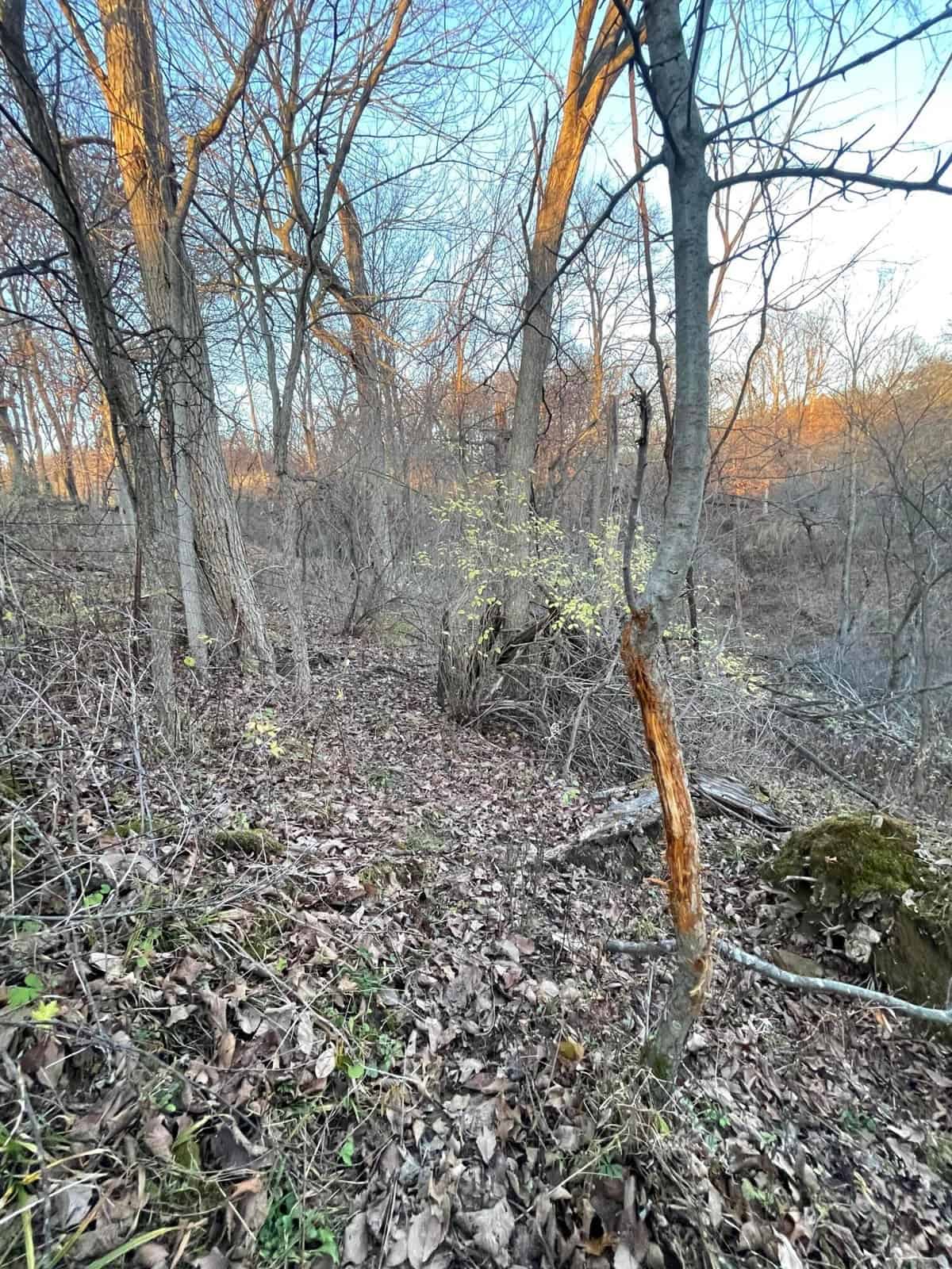Monroe County Hunting Property 44+/- Acres