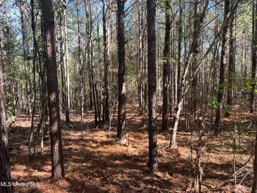 Carver Point Timber Tract in Grenada Co at Grenada Lake