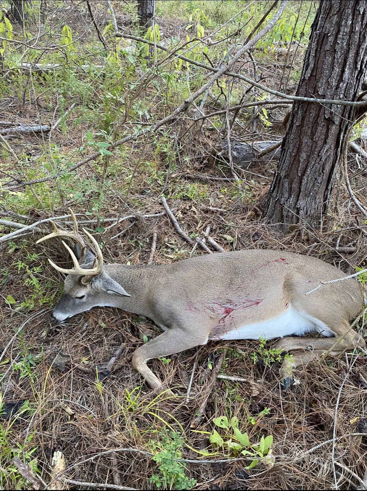 175 Acres Hunting and Timberland for Sale Franklin Co. MS