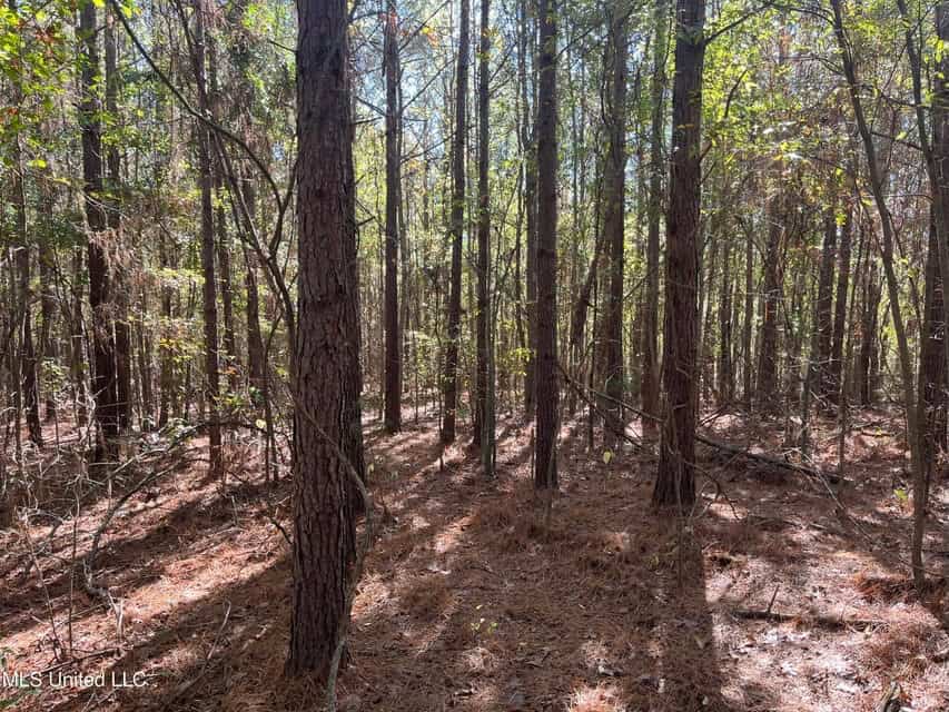 Carver Point Timber Tract in Grenada Co at Grenada Lake