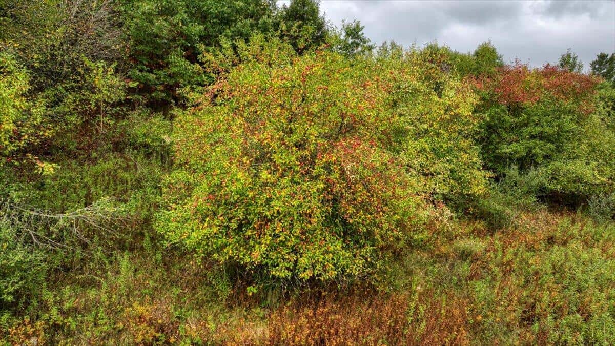 Monroe County Hunting Property 44+/- Acres