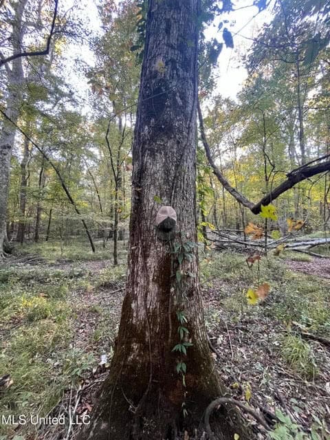 Great Hunting Tract in Bolton, MS for Sale