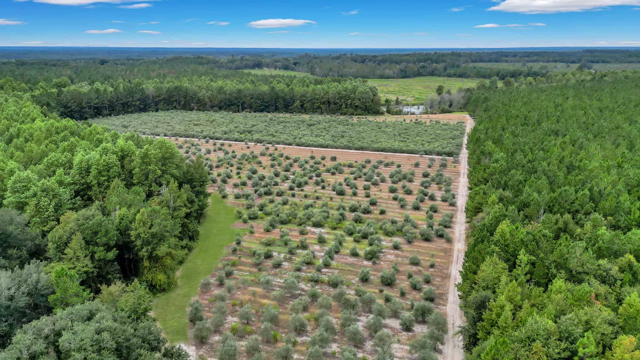 Woodpecker Trail Olive Farm for Sale