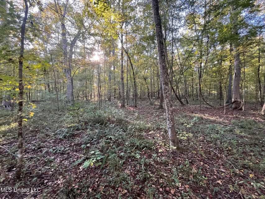 Great Hunting Tract in Bolton, MS for Sale