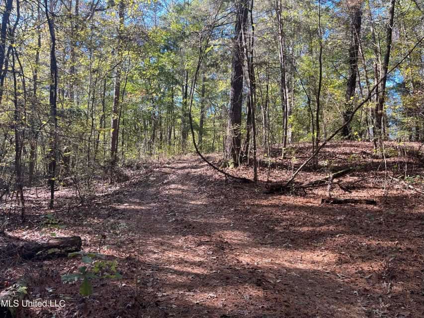 Carver Point Timber Tract in Grenada Co at Grenada Lake