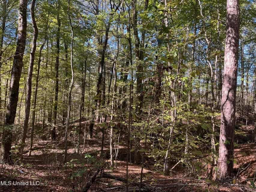 Carver Point Timber Tract in Grenada Co at Grenada Lake