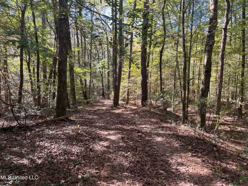 Carver Point Timber Tract in Grenada Co at Grenada Lake