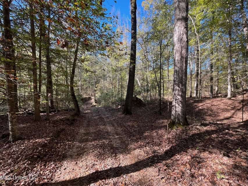 Carver Point Timber Tract in Grenada Co at Grenada Lake