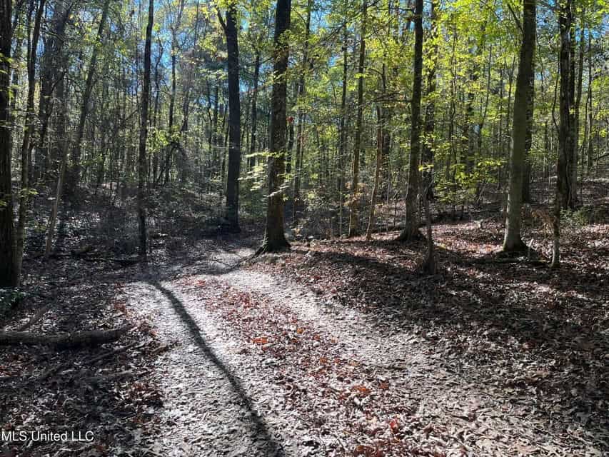 Carver Point Timber Tract in Grenada Co at Grenada Lake