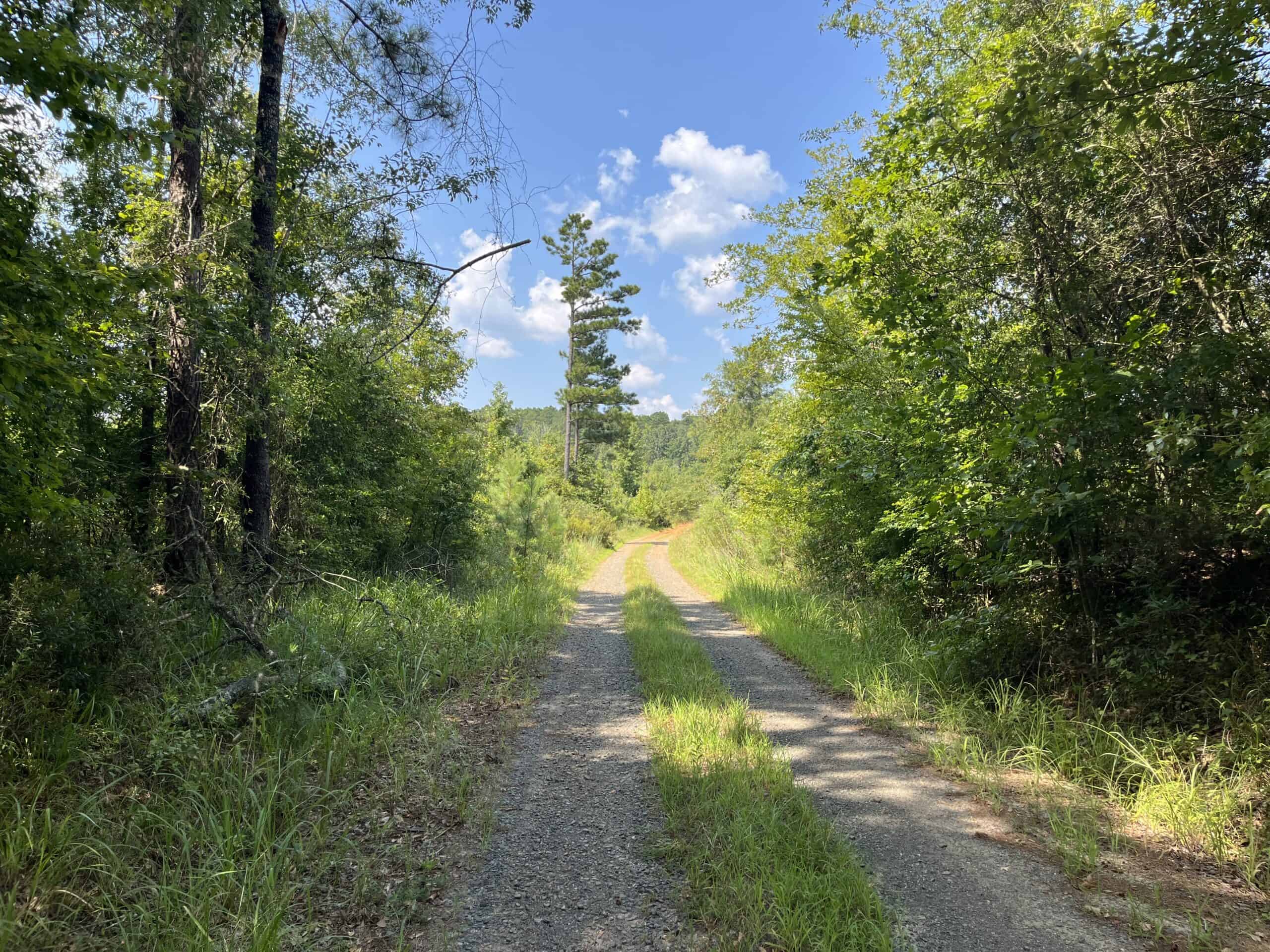 30+/- Acres for Sale Bienville, LA