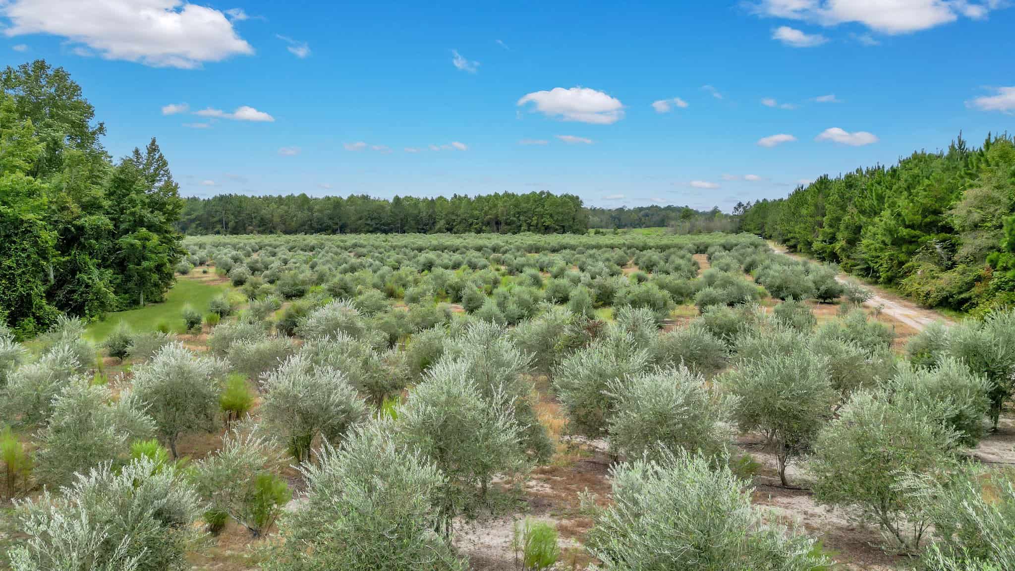 Woodpecker Trail Olive Farm for Sale