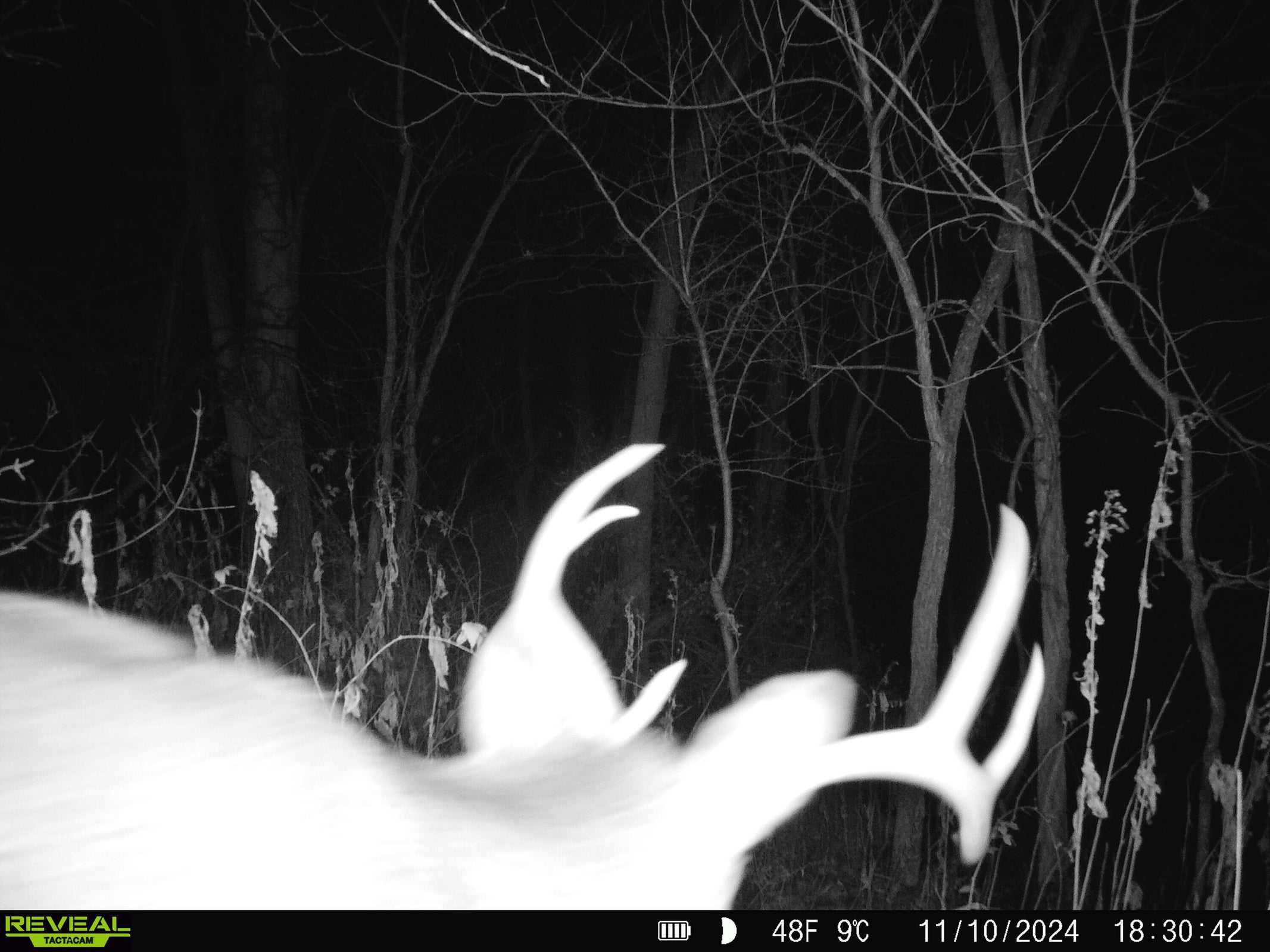 Monroe County Hunting Property 44+/- Acres