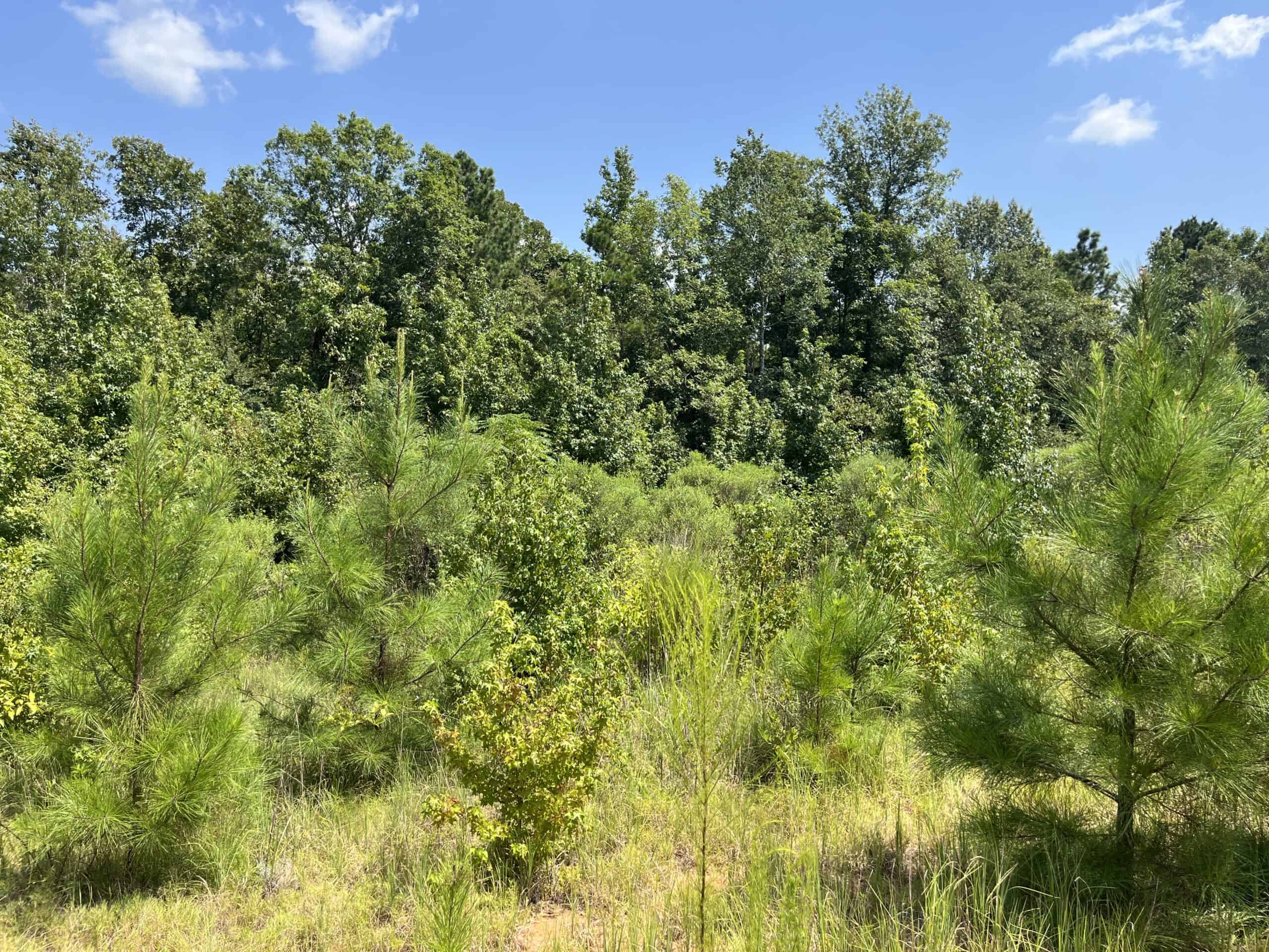 30+/- Acres for Sale Bienville, LA
