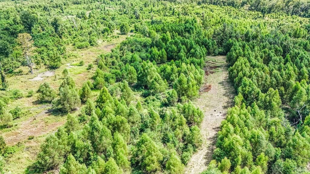 196 Acre Sportsman’s Paradise Pointe Coupee Parish, LA